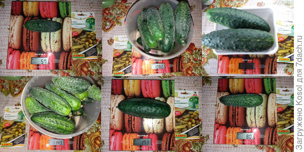 Взвешивание огурцов, 4