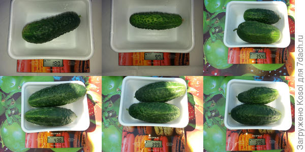 Взвешивание огурцов, 1