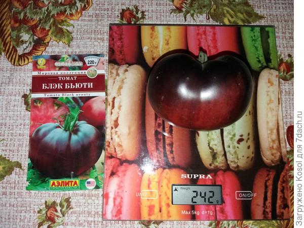 Аккуратный и красивый плод Блюк бьюти