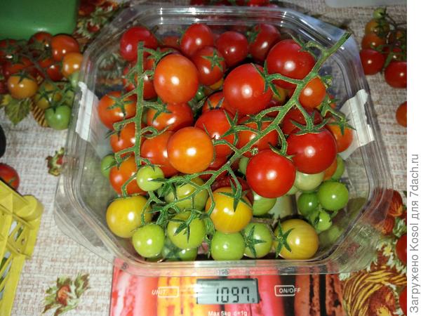 Кисти Гусенички на взвешивании