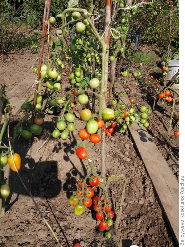 Томат Красна