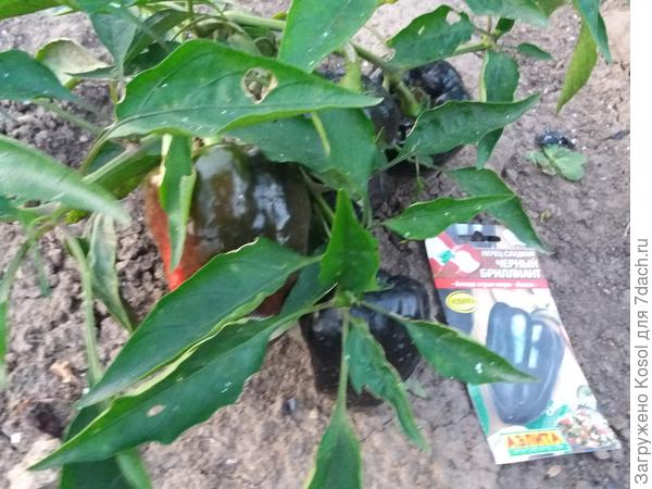 Перец "Чёрный бриллиант"