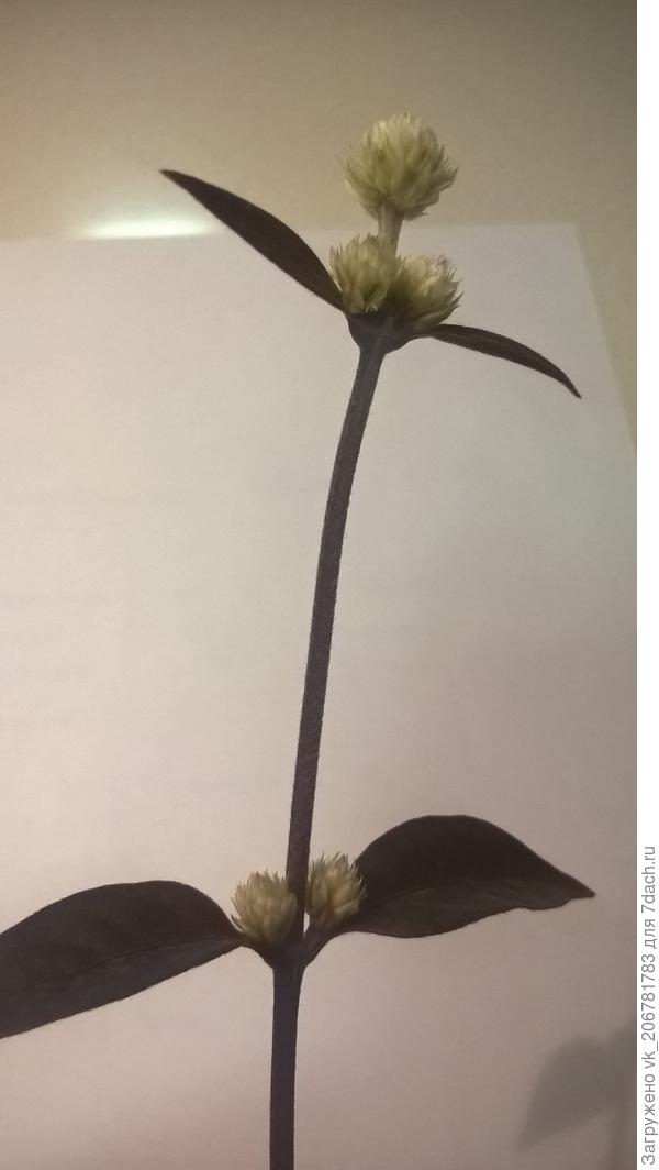 стебель растения крупным планом