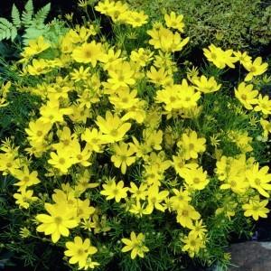 Кореопсис "Загреб". Очень похож на Ваш.