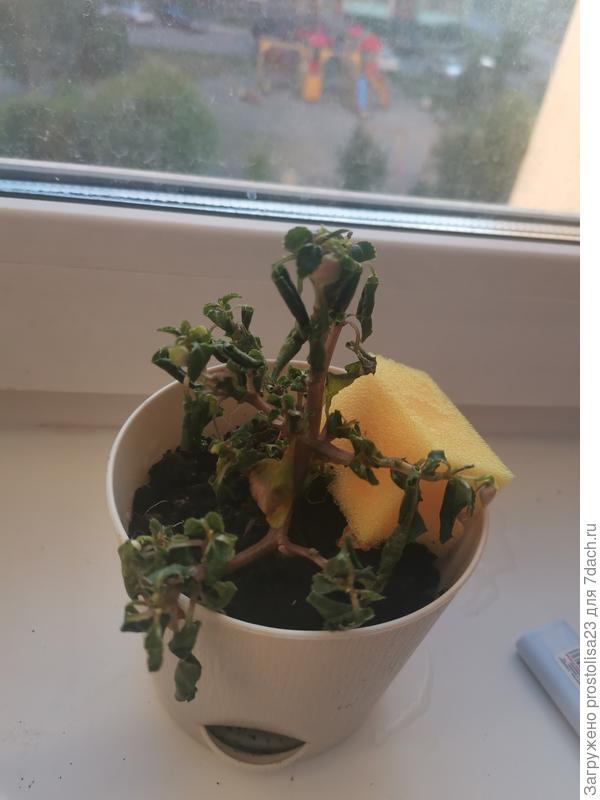 Ванька мокрый