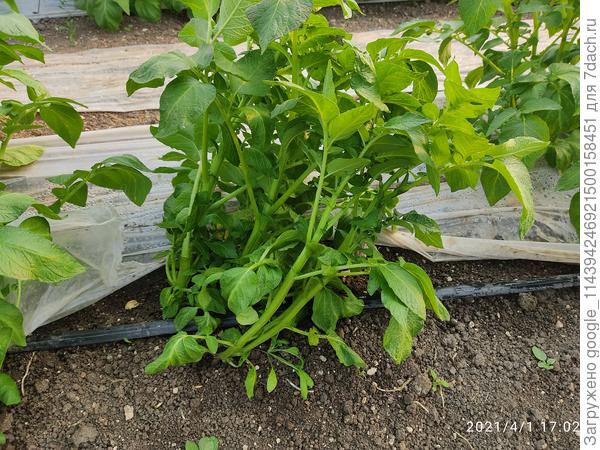 А это этот куст - первый попавшийся