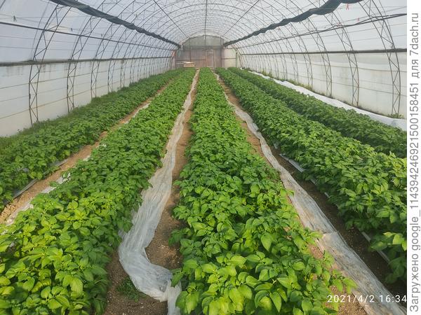 Месяц после всходов