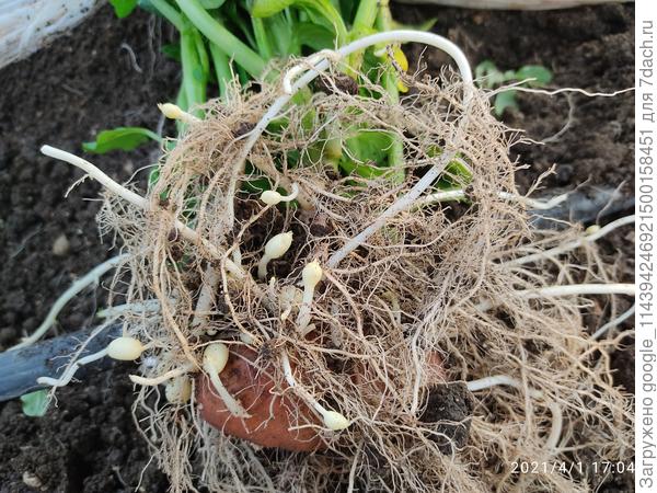 Вот такая корневая