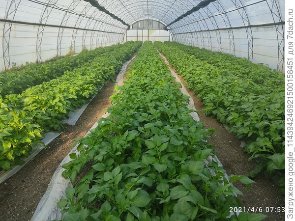 Картофель 6 апреля