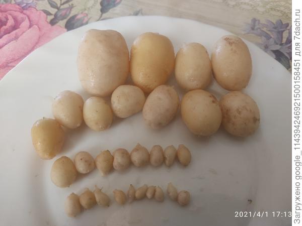 Клубни 1 апреля