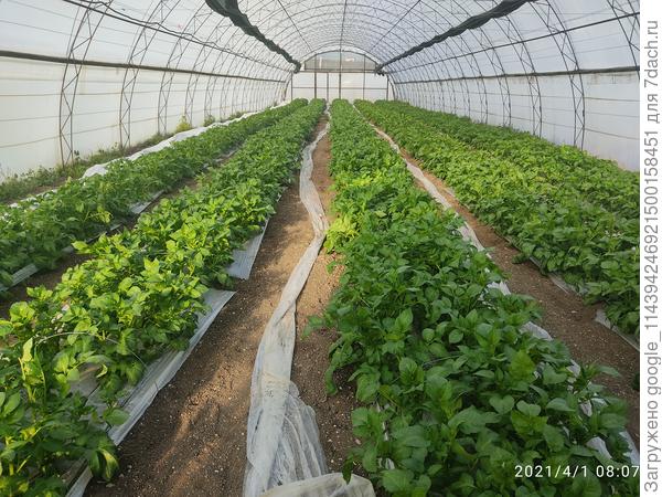 Картофель 1 апреля