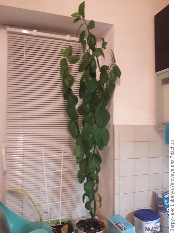 Подскажите пожалуйста название растения. Не цвело, быстро растет, при срезе выделяет "молоко". Заранее благодарна.