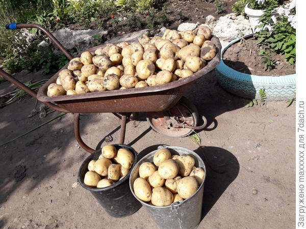 Что делать с длинными ростками у посадочного картофеля