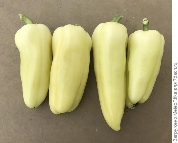 25 июня, первые перчики. Холодок и Стопудовый.