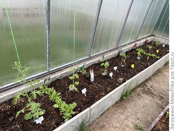 Разница между привитыми и непривитыми арбузами