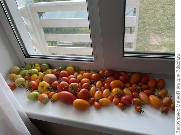 Помидорки радовали