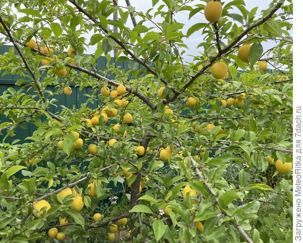 Злато скифов - отличная алыча