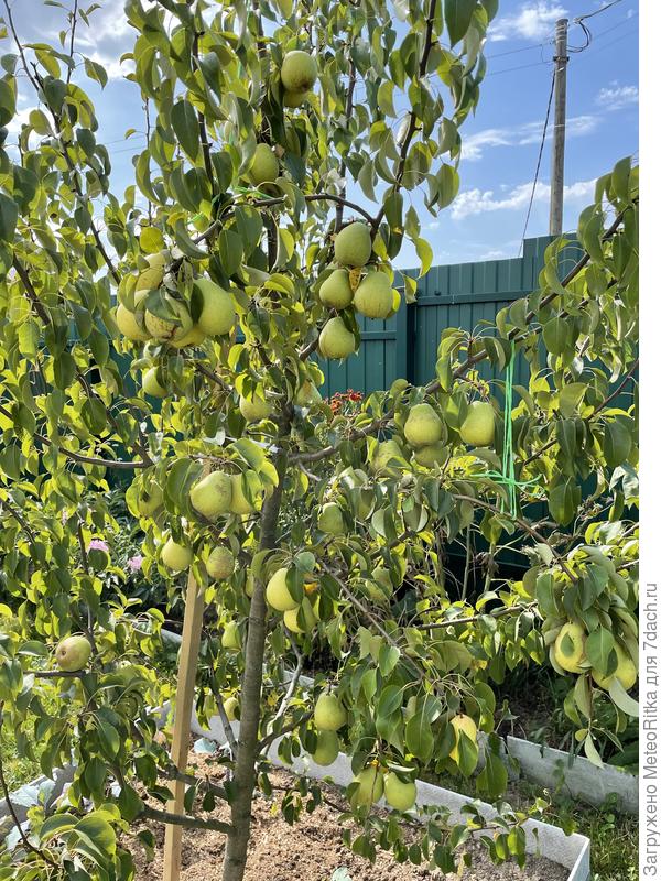 Груши - молодцы!