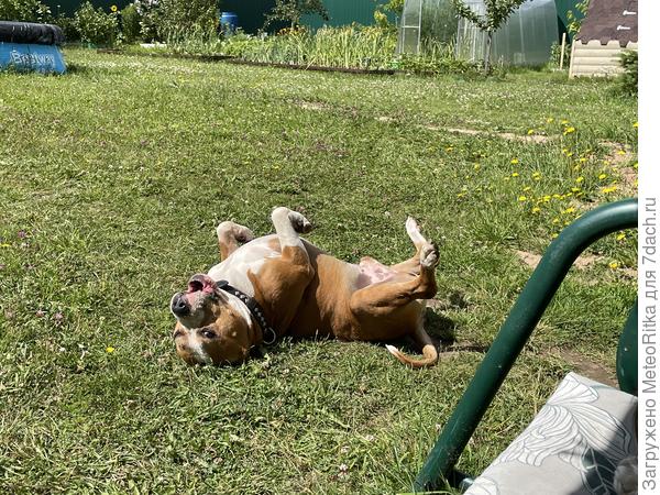 Хорошо в деревне летом 😄