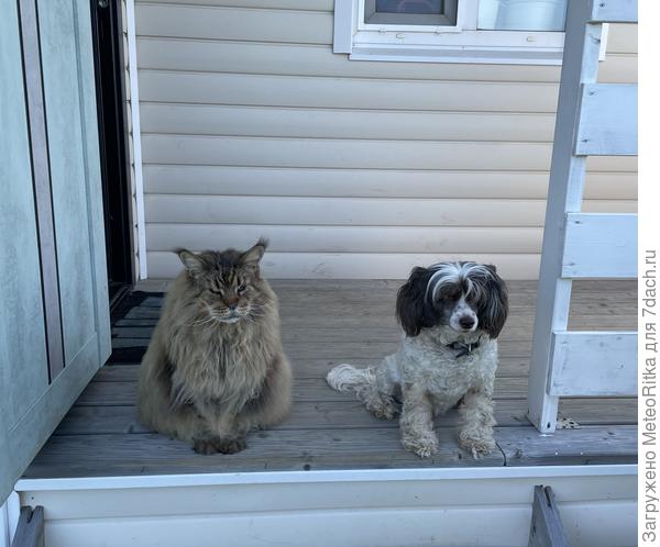 Вечерние посиделки на крылечке😁