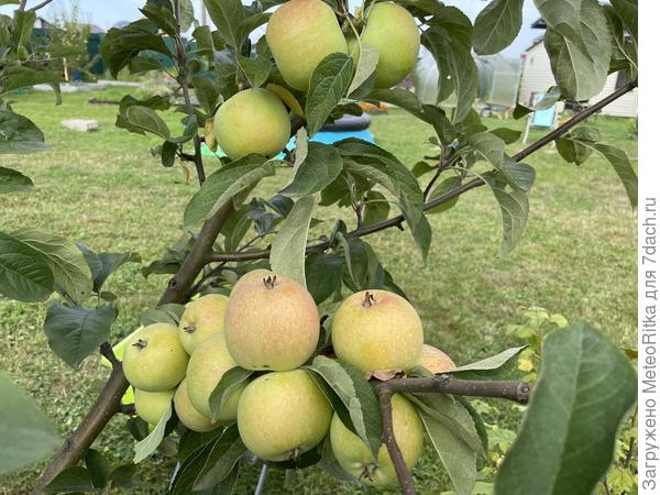 Конфетное - моя любимая яблоня!