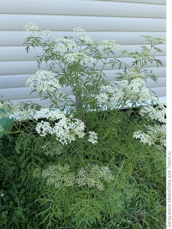 Сорт не знаю, куст отдала соседка