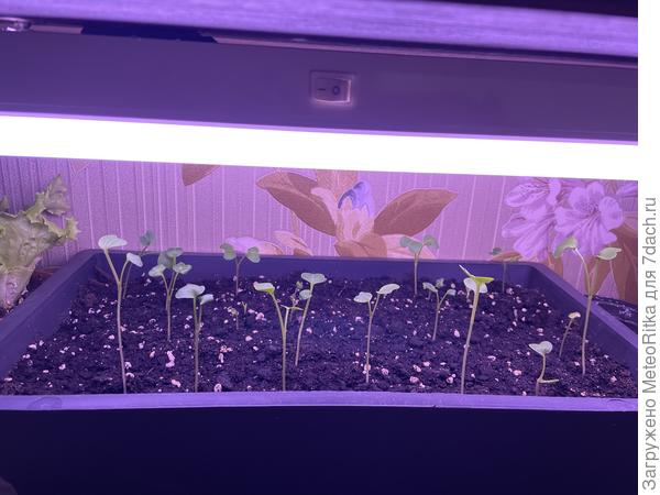 Вытянулись ужасно😃