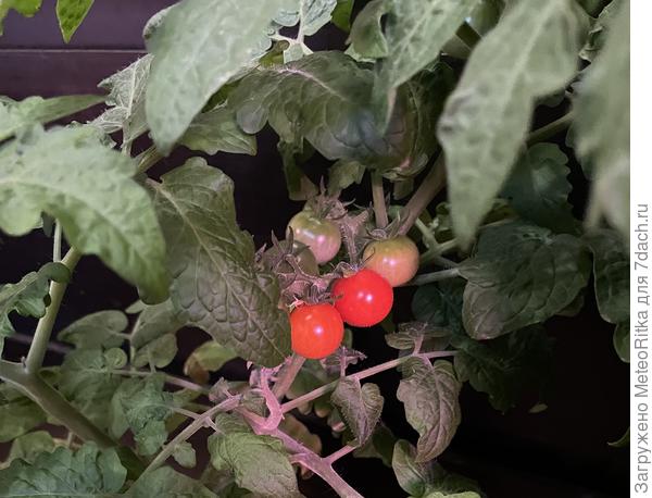 Помидорки зреют