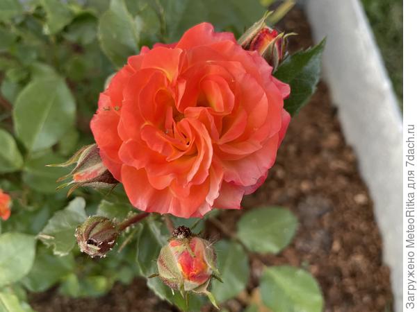 Роза Маффин