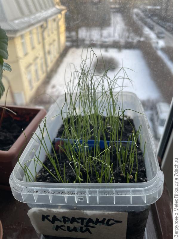 Порей Каратанаский и ХХL, посев 26.01