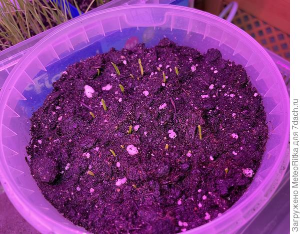 Посев от 14.02 ялтинский красный