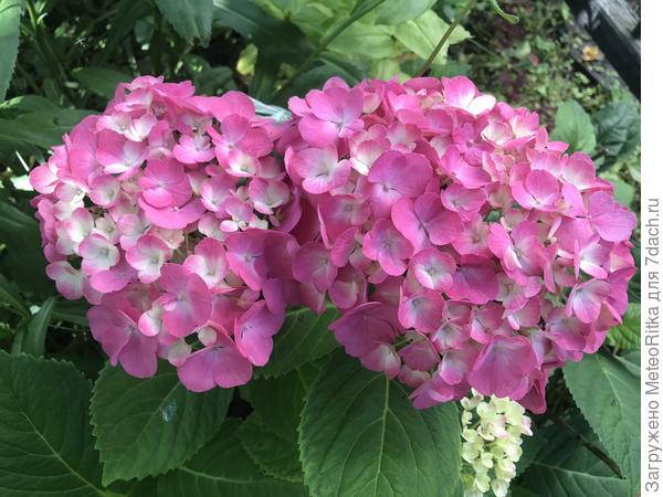 Мамина гортензия, хоть по цвету темы не подходит, но все равно красотка 😍
