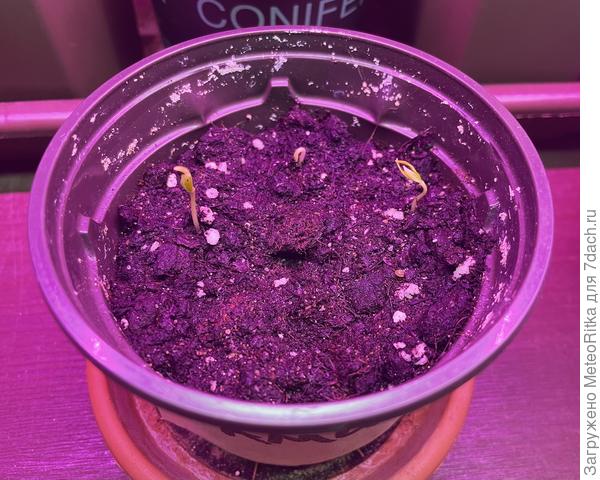 Пока вылезли 3 из 5.