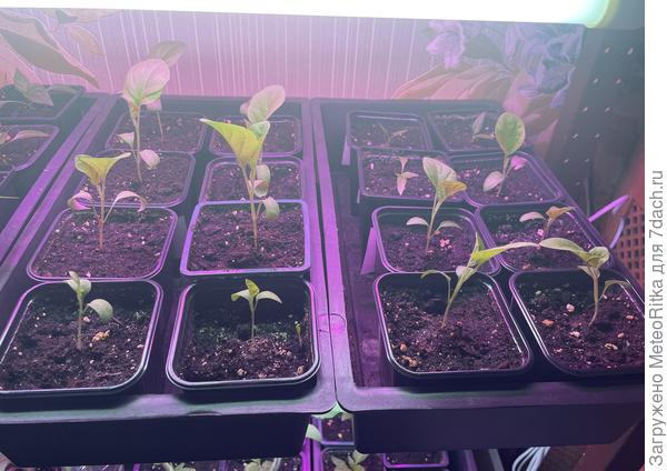 Мои уже распикированы, собираются в выходные переезжать в деревню на южный подоконник.