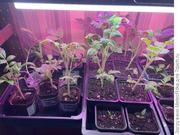 Не гномы, а кони🙈🙈🙈