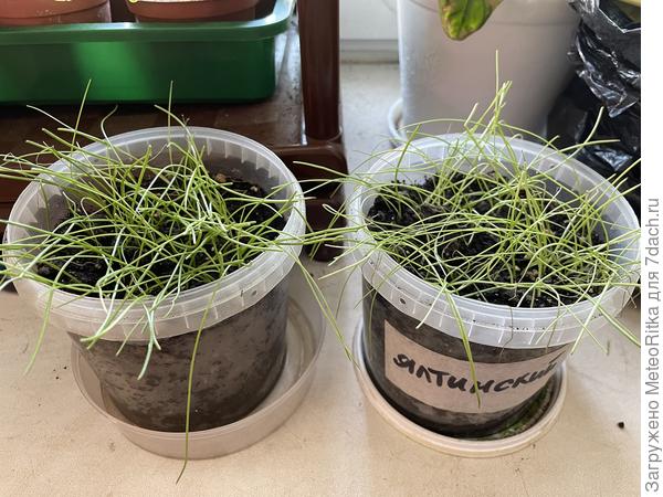 Эксибишн и Ялтинский, прилегли