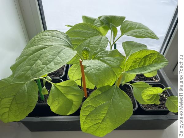 Бакломонстры мои😁