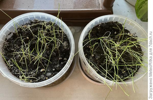 Ялтинский и Экчибишн потихоньку помирают