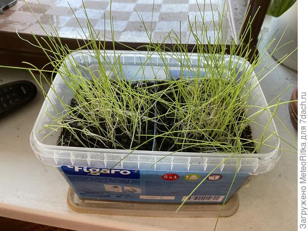 Порей веселенький