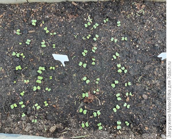 Редиска вылезает