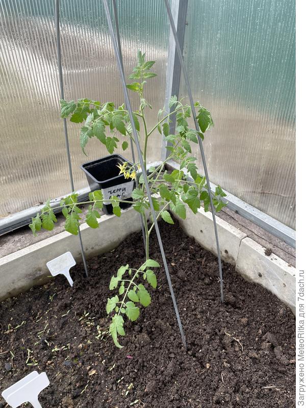 Первая помидорина отправлена на ПМЖ в теплицу