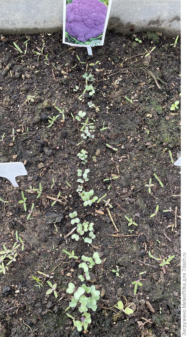Капуста в теплице всходит потихоньку