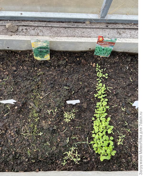 Укроп и руккола