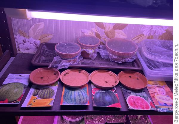 Замочила на ночь арбузики.