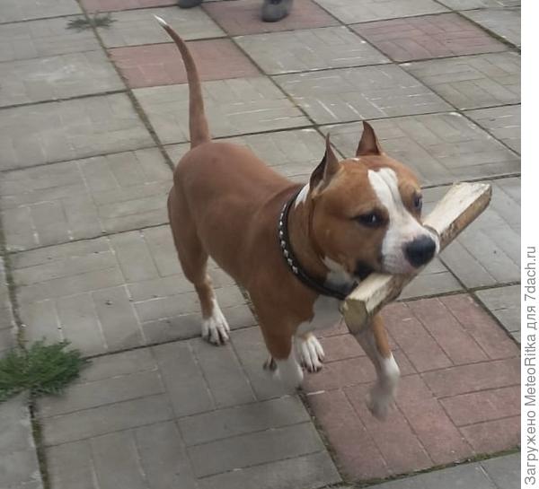 Дрова носить тоже помогает😁