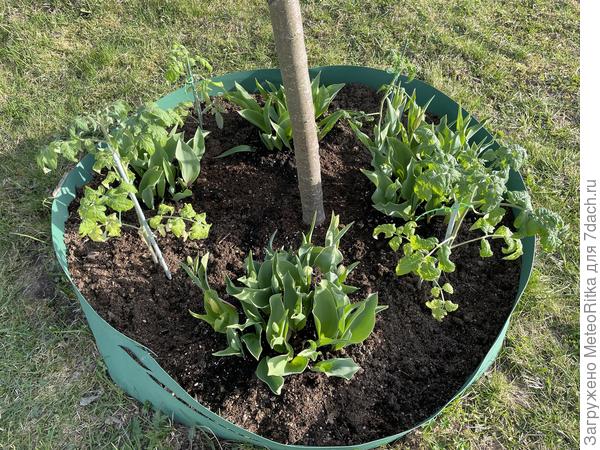 Томаты с тюльпанами смотрятся чудесно на мой взгляд🤣