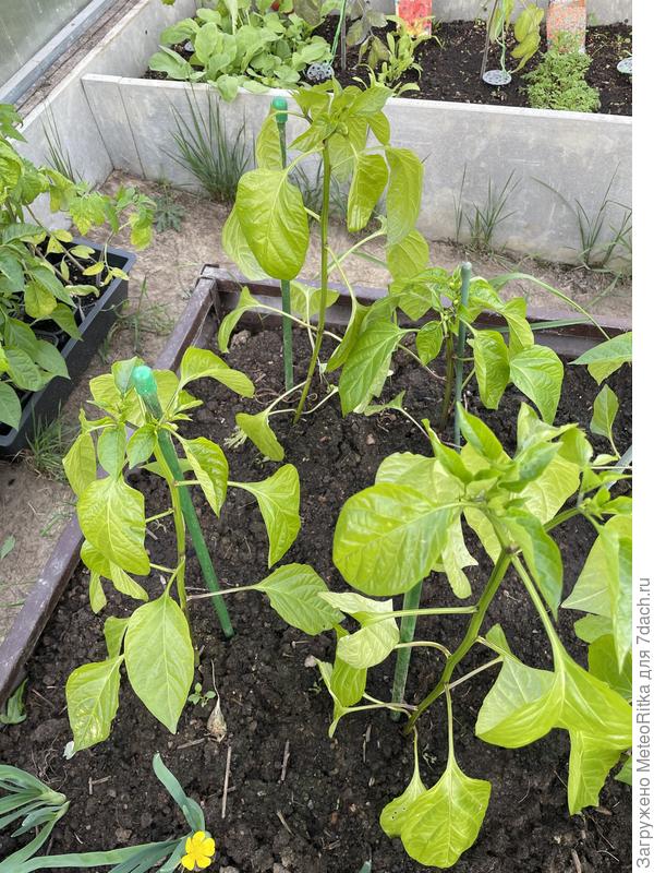 Мои Рамиро (Дамира)