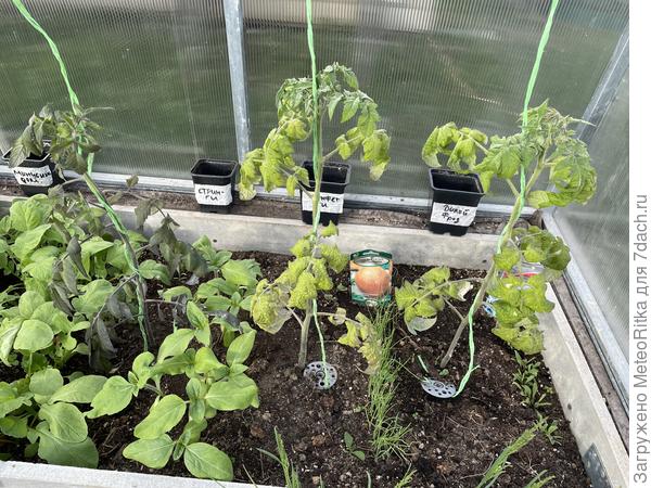 Гномы в теплице