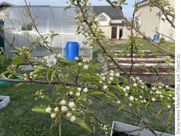 Груша на бутонах