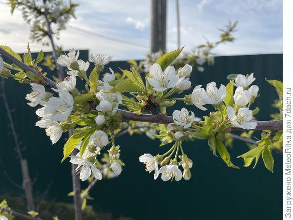 Черешня цветет